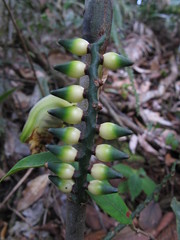 Pinanga