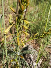 Asphodeline brevicaulis