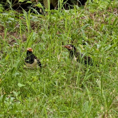 Siamese Pied Starling