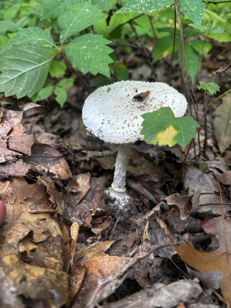 American Abrupt-bulbed Lepidella · July 2026 · photo: Photo: (c) Chris Stahl, some rights reserved (CC BY) · iNaturalist