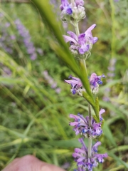 Nepeta curviflora