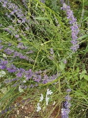 Nepeta curviflora