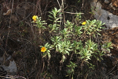 Coreopsis woytkowskii