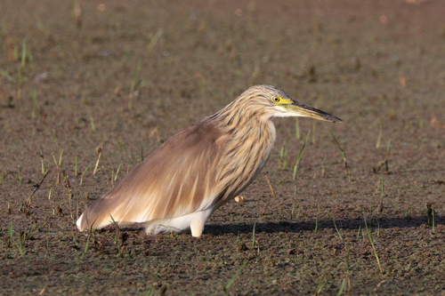 Squacco Heron