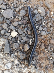 Archispirostreptus syriacus