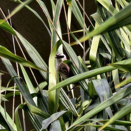 Yellow-vented Bulbul