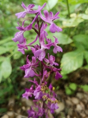 Orchis anatolica