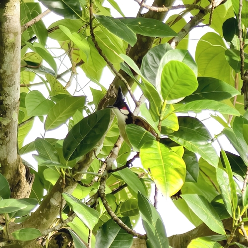 Red-whiskered Bulbul