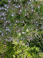 Veronica anagallis-aquatica
