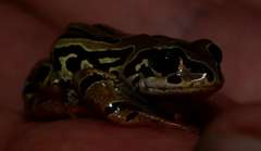 Semnodactylus wealii