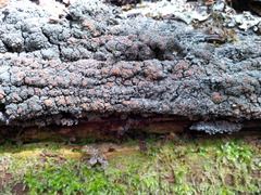 Fuscopannaria sorediata