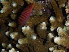 Pseudocheilinus hexataenia