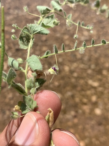 Sharp-leaved Fluellen
