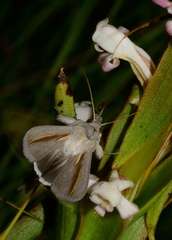 Cucullia pallidistria