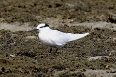 Sterna sumatrana