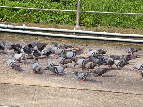Feral Pigeon