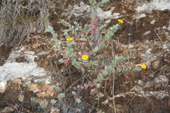 Coreopsis connata