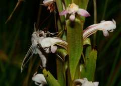 Cucullia pallidistria