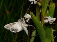 Cucullia pallidistria