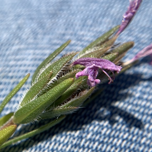 Thyme Spike