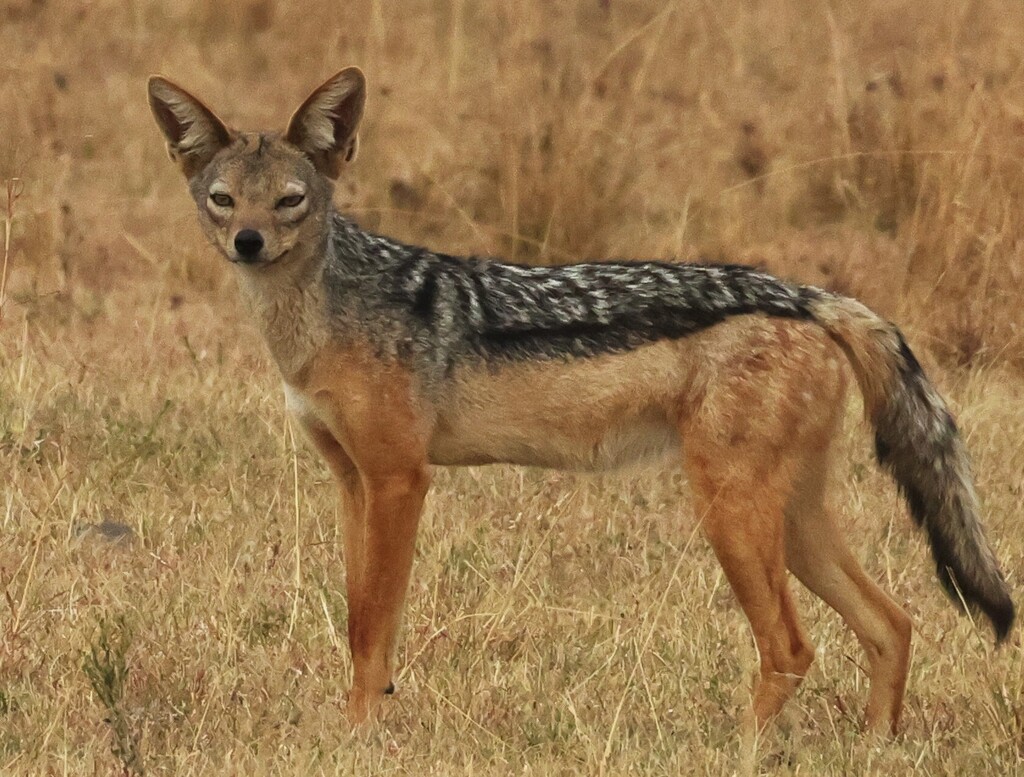 Lupulella mesomelas schmidti, Serengeti National Park, Tanzania, by pilgrim123