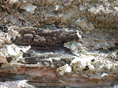 Fuscopannaria sorediata