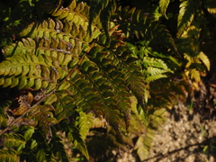 Polystichum rigens