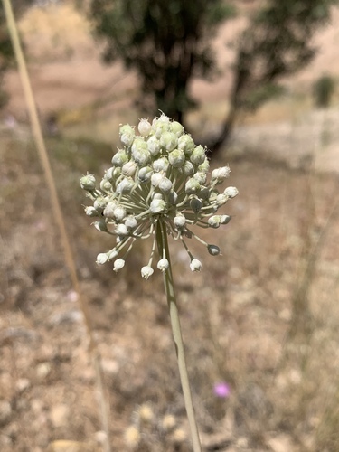 Allium notabile