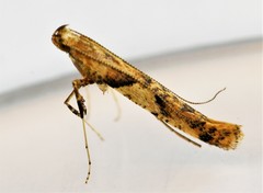 Caloptilia honoratella