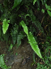 Hymenasplenium apogamum