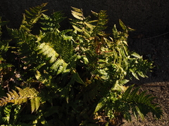 Polystichum rigens
