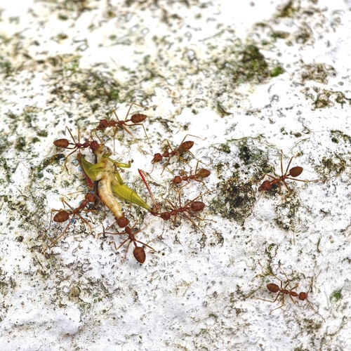 Asian Weaver Ant