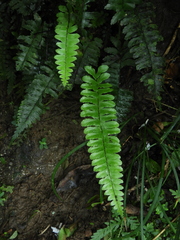 Hymenasplenium apogamum