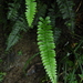Hymenasplenium apogamum - Photo (c) mitrastemon, algunos derechos reservados (CC BY-NC), subido por mitrastemon