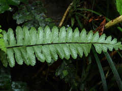 Hymenasplenium apogamum
