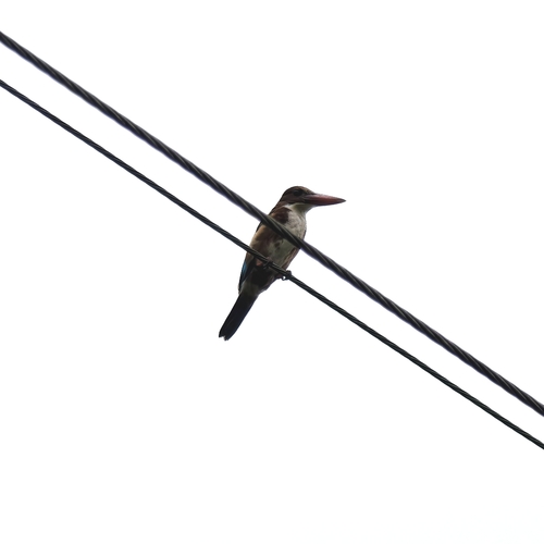 White-throated Kingfisher