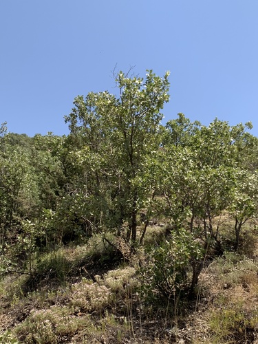 Aleppo Oak