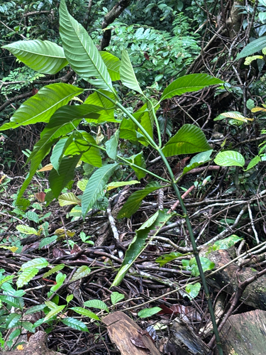 Palicourea guianensis