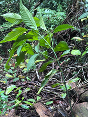 Palicourea guianensis