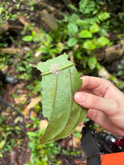Palicourea guianensis, photograph (c) reagan peschke, some rights reserved (CC BY)