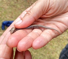 Chalcides bedriagai