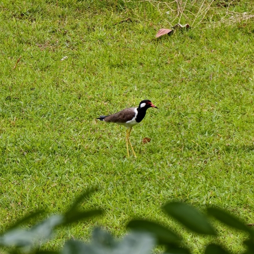 Red-wattled Lapwing