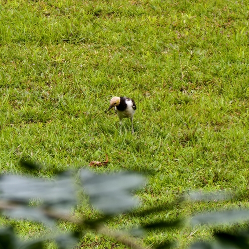 Black-collared Starling