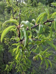Prunus rivularis