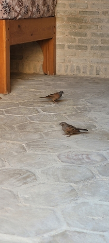 House Bunting