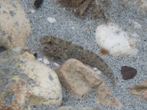 Rock Goby