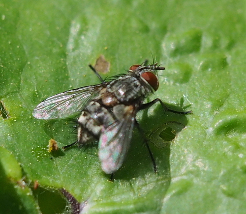 Genus Carcelia · iNaturalist