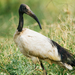 African Sacred Ibis - Photo (c) Emilie Chen, some rights reserved (CC BY-ND)