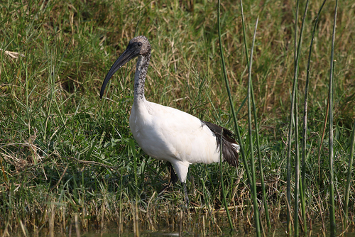 African Sacred Ibis, photo 10 of 10