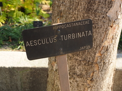 Aesculus turbinata